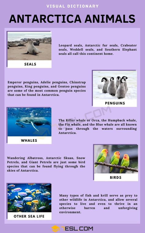 Animals In Antarctica, Antarctica Bulletin Board, Antartica Animals, Animals Names In English, Antarctica Animals, Antarctica Continent, Antarctica Activities, State Animals, Types Of Penguins