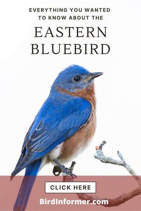 Bird Parakeet, Bluebird Nest, Backyard Birds Feeders, Ag Education, Backyard Animals, House Cards, Blue Bird Art, Bird Facts, Bird Identification