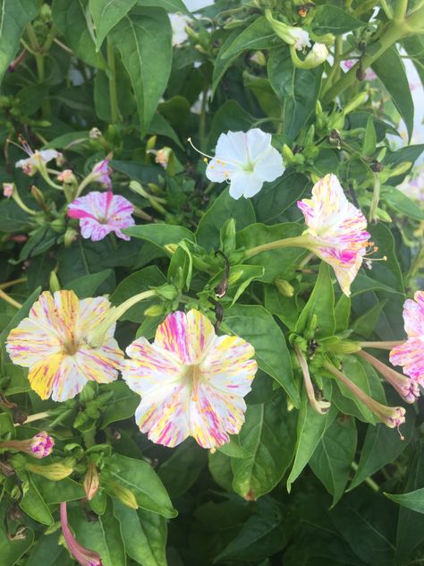 Mirabilis Jalapa, Summer Garden, Nature Wallpaper, Nature