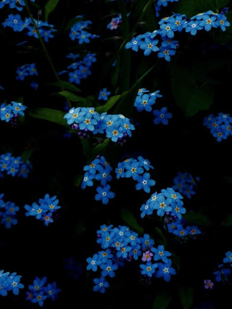 Forgetmenots Flowers Aesthetic, Forget Me Not Wallpaper, Forgetmenots Flowers, Myosotis Flower, Faerie Aesthetic, Not Wallpaper, Rose Flower Photos, Swag Wallpaper, Dark Blue Flowers