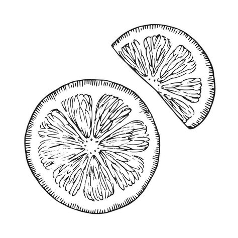 Grapefruit Drawing, Drawing Of Orange, Citrus Illustration, Orange Outline, Black Line Art, Tree Saw, Lemon Slice, Heart Tree, Black Line