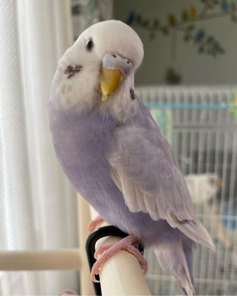 Cute Birds Aesthetic, Cute Pet Birds, Bird Pet Aesthetic, Pet Bird Aesthetic, Budgie Aesthetic, Purple Budgie, Yin And Yang Cats, Cute Parakeet, Parakeet Colors