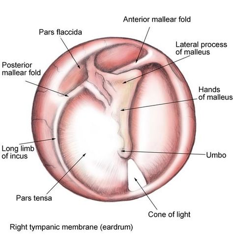 Tympanic Membrane, Nurse Practitioner School, Ear Anatomy, Gross Anatomy, Vet Medicine, Middle Ear, Surgical Nursing, Nursing Tips, Speech Language Pathology