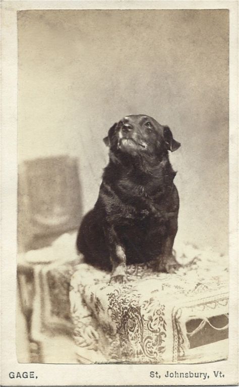 Carte-de-visite of pudgy, older dog sitting on draped table and looking up. Photograph by F.B. Gage, a well-known photographer who had a studio in St. Johnsbury, Vermont from 1852-1876. From bendale collection Vintage Dog Photos, Pet Portraits Photography, Pet Hospital, Photos With Dog, Dog Photograph, Old Photographs, Beloved Dog, Old Dogs, Vintage Dog