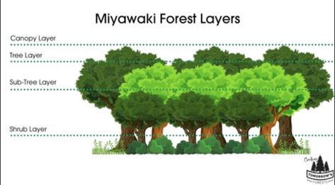 The Miyawaki Method for Creating Forests - Creating Tomorrow's Forests | Restoring biodiversity by creating habitats and planting trees Miyawaki Forest Design, Miyawaki Forest Method, Mini Forest Garden, Urban Forest Design, Miyawaki Forest, Food Forests, Concept Plan, Mini Forest, Food Growing