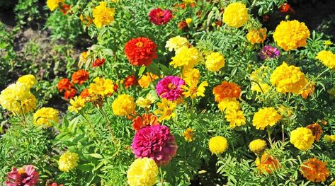 Can You Plant Marigolds and Zinnias Together? Marigold And Zinnia, Marigolds In Garden, Planting Marigolds, Popular Flowers, Marigold Flower, Cut Flower Garden, Replant, Garden Pests, Bedding Plants