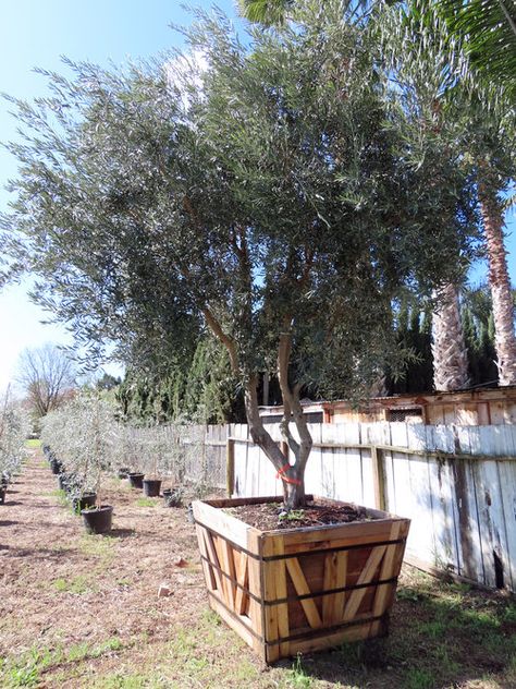 Wilson Olive Tree, Swan Hill Olive Tree, Fruitless Olive Tree Landscapes, Trees For Containers, Fruitless Olive Tree, Mediterranean Trees, Olive Tree Care, House Landscaping Ideas, California Landscaping