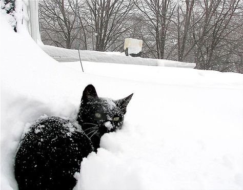 black cat in the snow :) A Black Cat, Silly Animals, Cat Aesthetic, Silly Cats, Cat Care, Pretty Cats, Cute Little Animals, Baby Cats, Cat Lady