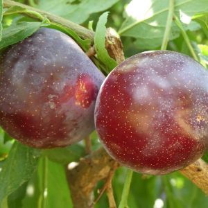 Plum Trees For Sale - Italian, Chickasaw | Nature Hills Nursery Types Of Plums, Japanese Plum Tree, Plum Varieties, Prune Fruit, Plum Trees, Fruit Bearing Trees, Japanese Plum, Pecan Tree, Japanese Tree