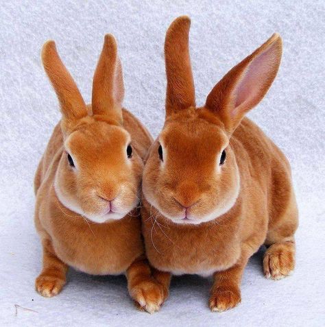 Sweet Brown Bunnies.  | Shared by Secret Garden Facebook page. Mini Rex Rabbit, Rabbit Pictures, Rabbit Breeds, Bunny Care, House Rabbit, Bunny Pictures, Rex Rabbit, 웃긴 사진, Pet Rabbit