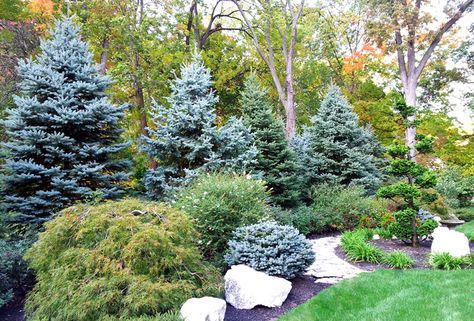 Backyard Privacy Ideas, Evergreen Landscape, Conifers Garden, Privacy Ideas, Privacy Trees, Backyard Trees, Privacy Plants, Evergreen Garden, Backyard Shade