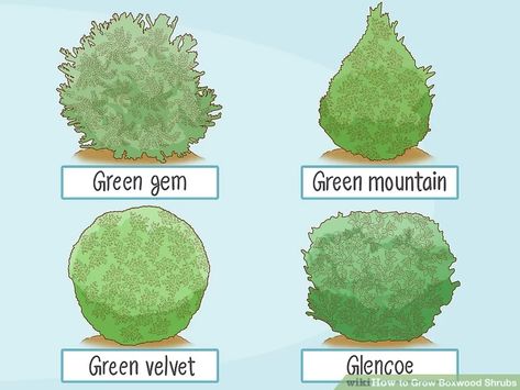 How to Grow Boxwood Shrubs (with Pictures) - wikiHow Green Velvet Boxwood Landscaping, Baby Gem Boxwood, Green Velvet Boxwood, Green Mountain Boxwood, Boxwood Shrubs, Front Porch Landscape, Boxwood Bush, English Boxwood, Boxwood Landscaping