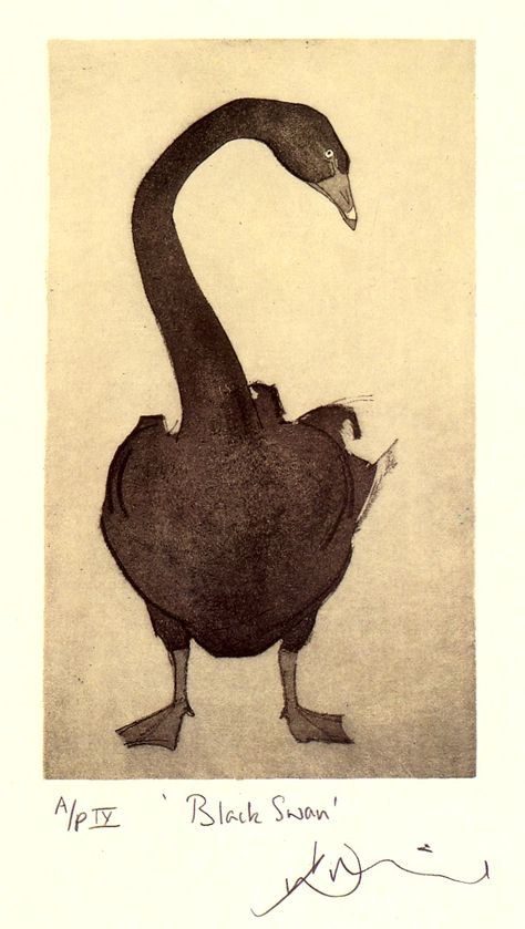 Swan Drawing, Collagraphy, Black Swans, Japanese Paintings, Swans Art, Black Swan, Wildlife Art, Art Plastique, Bird Prints