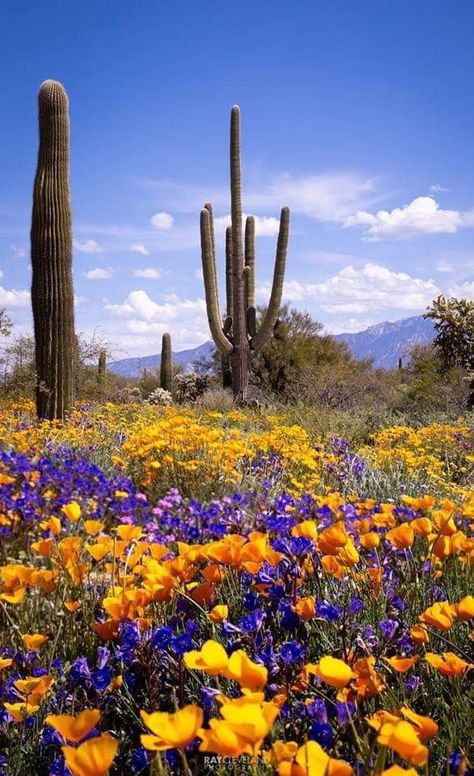 Arizona Wildflowers, Arizona Landscape, Desert Flowers, Fairy Queen, Community Park, Desert Sunset, Sonoran Desert, Desert Plants, Cactus And Succulents