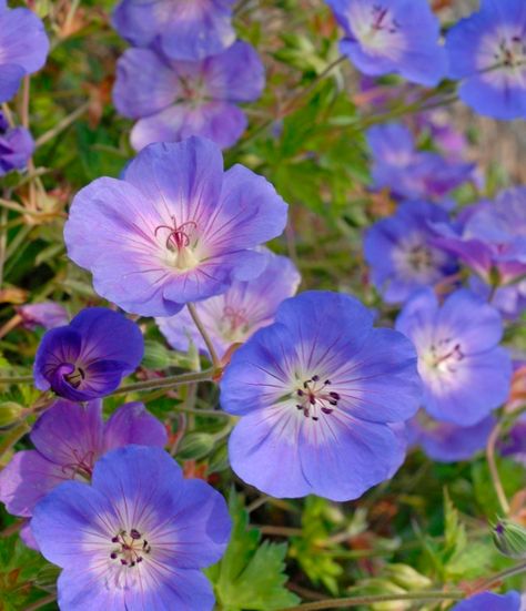 Rozanne Geranium, Geranium Rozanne, High Country Gardens, Flower Garden Plans, Hardy Geranium, Deer Resistant Plants, Country Gardens, Hardy Perennials, Chelsea Flower