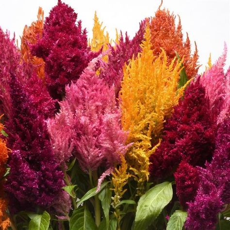 Celosia Flower, Summer Plant, Wedding Party Attire, Summer Plants, Scientific Name, Party Attire, Pink Cherry, Late Spring, Flowers Perennials