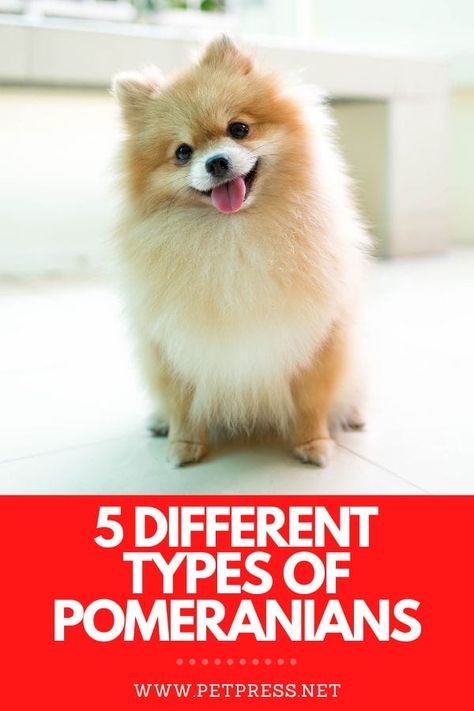 5 Different Types of Pomeranians: Dog Breed Information Cute Pomeranian Haircut, Pomeranian Types, Fox Pomeranian, Fox Face Pomeranian, Pomeranian Teddy Bear Cut, Pomeranian Puppy Haircut, Pomeranian Clothes, Pomeranian Tattoo, Pomeranian Puppy Training