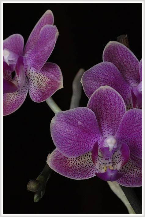 How about the question, can orchid grow on potting soil? This may seem like an obvious question, but its one thats frequently asked by new orchid owners. Despite what you may have thought, or may have read, or may have been told, the answer is yes, orchids can grow on potting soil. Just as long as you choose your orchid plants carefully and make sure theyre getting the proper amount of sunlight and water, they will do just fine. Orchid Photography, Orchid Flower Arrangements, Orchid Planters, Hibiscus Plant, Flowers Wallpapers, Lovely Flowers Wallpaper, Nothing But Flowers, Blue Orchids, Orchid Care