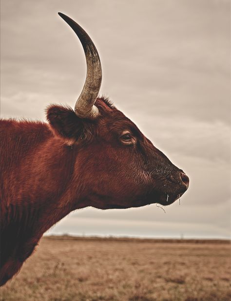 Cowboy History, Cowboy Photography, Chisholm Trail, American Cowboy, Western Photography, The Pantheon, Western Lifestyle, Western Aesthetic, Cowboy Western