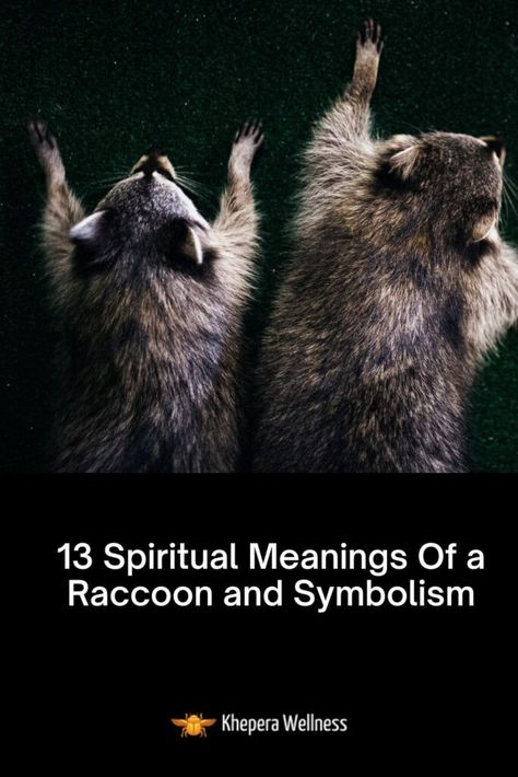 Divine Feminine Spirituality, Animal Symbolism, Wild Creatures, Spiritual Guides, Spiritual Meaning, Native American Culture, Animal Totems, Racoon, Evil Spirits