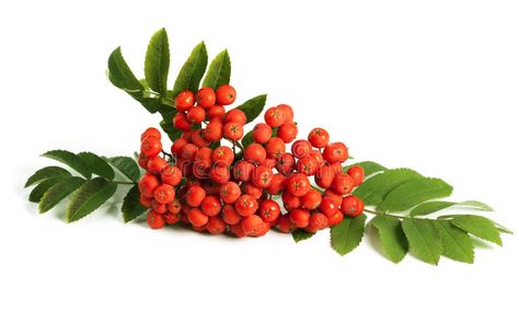 Mountain Ash Tree, Sorbus Aucuparia, Rowan Berry, Berry Bushes, Mountain Ash, Ash Tree, Tree Images, Rose Family, Tree Photography