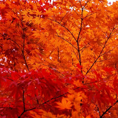 Love fall colors! Red Maple Tree, Red Painting, Orange You Glad, Autumn Scenes, Orange Aesthetic, Orange Leaf, Red Leaves, Maple Tree, Fall Pictures