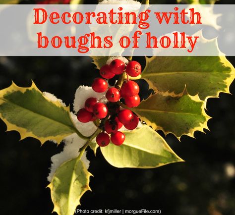 Christmas Foraging, Decorating With Holly Branches, Real Holly Christmas Decorations, Decorating With Holly, Christmas Holly Decorations, Boughs Of Holly Dsp, Leaves Of Holly, Edwardian Christmas, Shortest Day Of The Year