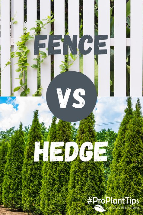 Fence VS hedge. You decide! Follow the link to learn all of the benefits of using hedges as a "fence" rather than hardscape fencing! #arborvitaelandscapingprivacyhedge #arborvitaeprivacyfence #arborvitaelandscaping #arborvitaeprivacyfence #arborvitaetree #arborvitaeshrubs #arborvitaeshrubslandscaping #privacyscreen #privacyscreenoutdoor #privacyplants Arborvitae Landscaping, Best Trees For Privacy, Shrubs For Privacy, Arborvitae Tree, Privacy Hedge, Privacy Trees, Privacy Plants, Front Fence, Blue And Purple Flowers