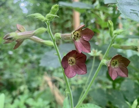 Nicotiana 'Bronze Queen' Seed Nicotiana Plant, Pale Green, Fall Season, Bronze Color, Cut Flowers, Colorful Flowers, Garden Inspiration, Seeds, Queen