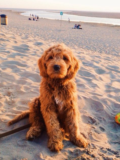 Cute Dog On Beach, Dogs Golden Doodles, Golden Labradoodle Puppy, Golden Doodles Puppies, Cute Labradoodles, Cacapoopoo Dog, Dog In Beach, Baby Golden Doodle, Dog Golden Doodle