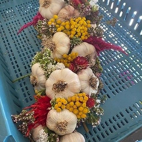 Braid fresh flowers + garlic into braid, letting the flowers dry in the braid. We use them fresh because you need the flower stems to be pliable in order to weave them into the garlic braid. If you try to use already dried flowers in garlic braids, the stems will snap. This was the first year I could find the time to make garlic braids with our ‘Inchelium Red’ softneck crop and we were amazed to see the braids fly off our market tables, even at a $60 price point. Garlic Braids With Flowers, Garlic Braid With Flowers, Garlic Decoration, Garlic Decor, Cinderella Props, Braiding Garlic, Braided Garlic, Garlic Braid, How To Dry Flowers