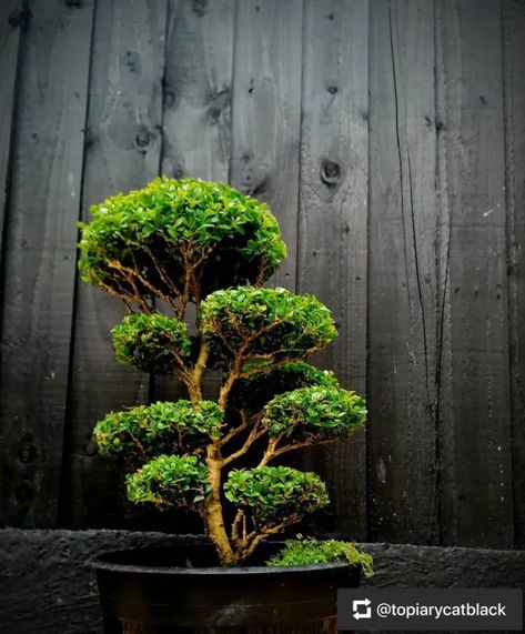 Boxwood Bonsai (Buxus spp.) Essential Care Hacks Boxwood Bonsai, Nature Scenes, Seeds, Sculpture, Key, Texture, Nature