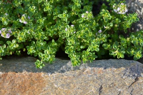 Lemon Thyme (Thymus citroidorus) is an easy to grow herb native to the Mediterranean used for cooking, medicine and horticultural purposes. Lemon Thyme Plant, Thymus Citriodorus, Planting Seeds Indoors, Dna Analysis, Seed Starting Soil, Thyme Plant, Thymus Vulgaris, Growing Sweet Peas, Easy Perennials