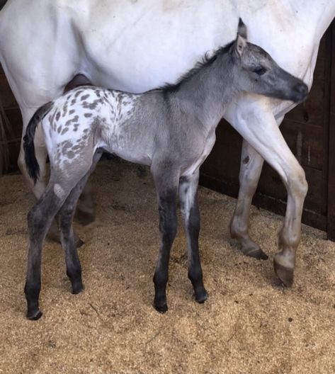 Appaloosa Horses For Sale, Horse Markings, Horse For Sale, Breyer Horse, Appaloosa Horse, Horse Reference, Horse Coats, Horse Colors, Appaloosa Horses