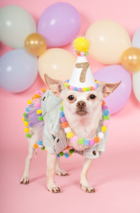 Dog Birthday Photo, Dog Birthday Photoshoot, Animal Photoshoot, Birthday Photo Shoot, Happy 7th Birthday, Beautiful Portraits, Dog Birthday Party, Pet Photographer, Dog Party