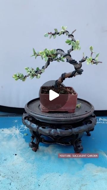 How To Make Jade Plant Bonsai, Spekboom Garden Ideas, Bonsai Jade Plant, Jade Bonsai Styles, Spekboom Bonsai, Succulents Nursery, Windswept Bonsai, Cypress Leaves, Jade Plant Bonsai