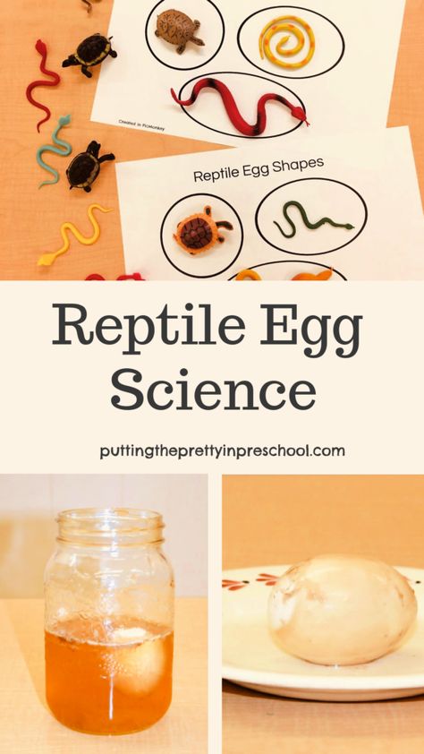 Turtle Science Activities, Reptile Science Activities, Reptile Science Experiment, Middle School Zoology, Reptile Projects For Preschool, Snake Science Experiments, Reptile Stem Activities, Zoo Animal Science Preschool, Reptile Activities For Kindergarten