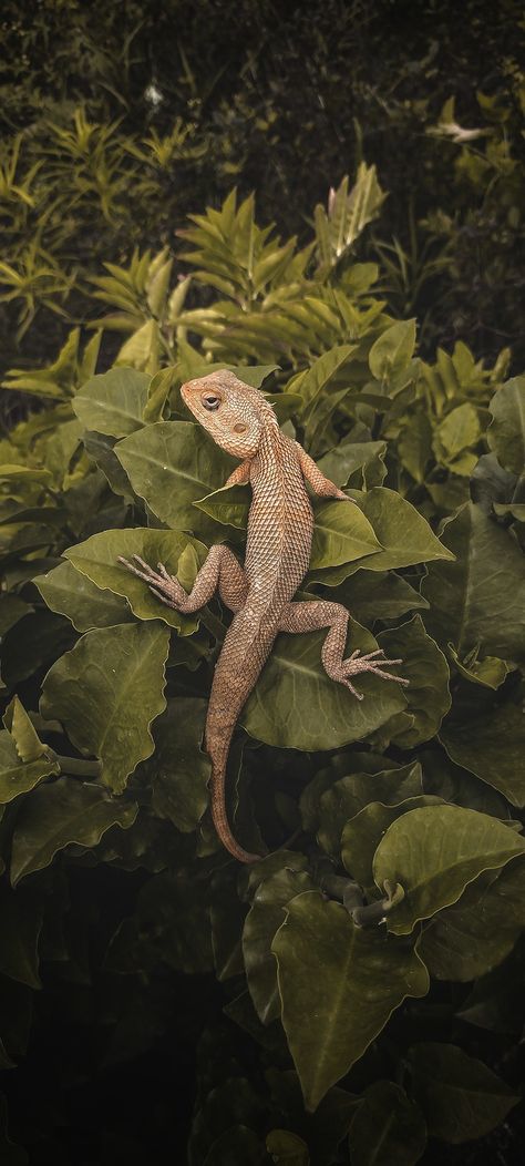 Lizard On Tree, Cute Lizard Wallpaper, Lizard Aesthetic Dark, Reptiles Aesthetic, Lizards Aesthetic, Lizard Reference, Lizard Aesthetic, Australian Lizards, Annabelle Core