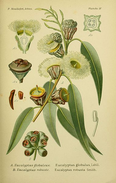 Eucalyptus Scientific Drawing, Australian Trees, Eucalyptus Globulus, Foto Transfer, Antique Botanical Print, Eucalyptus Tree, Illustration Botanique, Scientific Illustration, Eucalyptus Leaves