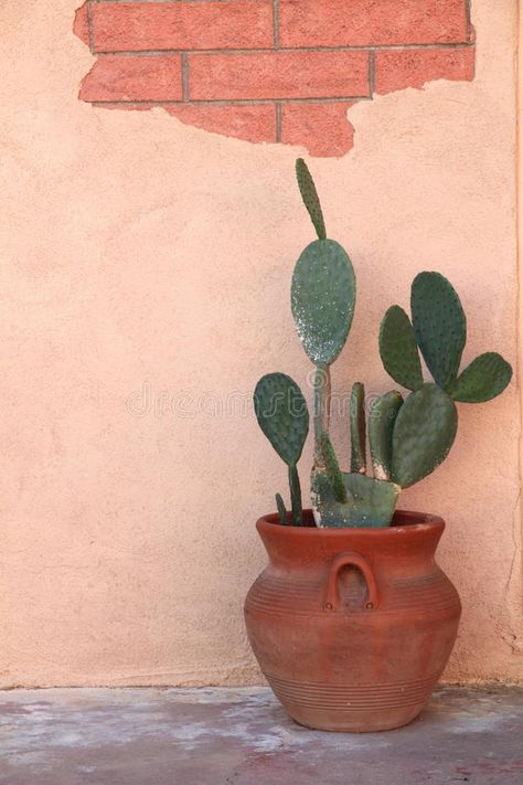 Cactus in Terra Cotta Pot. Prickly pear cactus in terra cotta pot with exposed b #Sponsored , #Affiliate, #PAID, #Cotta, #Cactus, #Terra, #Pot Plants In Terra Cotta Pots, Cactus Prickly Pear, Prickly Pear Cactus In Pot, Cactus In Terracotta Pot, Prickly Pear Cactus Potted, Cactus In Pots Outdoor, Cactus Pots Ideas, Cactus Courtyard, Terra Cotta Aesthetic