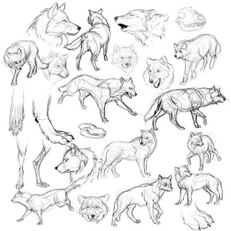 wolf study how to draw wolves | How to draw | Pinterest | Lobos ... Wolf Poses, Wolf Sketch, Dog Anatomy, Model Sketch, 강아지 그림, Animal Study, Wolf Drawing, Drawing Studies, Desenho Tattoo