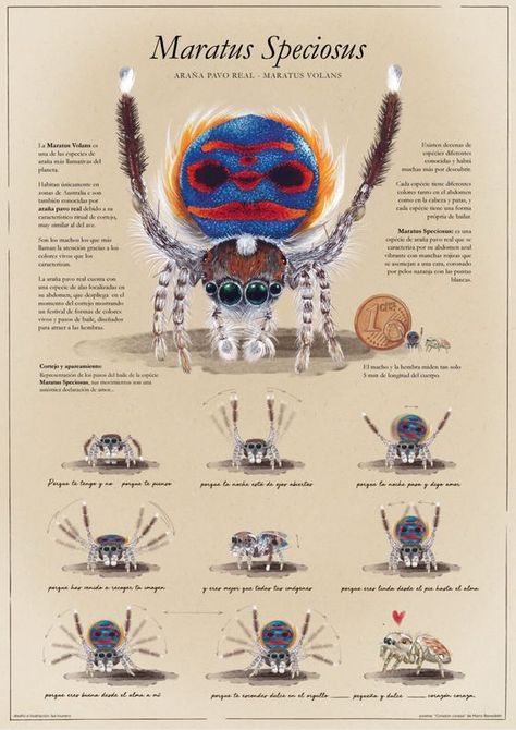 Peacock Spider, Pet Tarantula, Spider Species, Jumping Spiders, Cool Insects, Pet Spider, Cool Bugs, Creation Art, Spider Tattoo