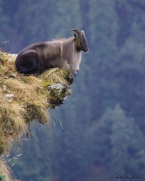 A Himalayan tahr (Hemitragus jemlahicus) sitting pretty on a cliff edge. Photo by Ankit Singh Bisen. Congratulations Photos, Bizarre Photos, Mountain Goat, Wild Life, Animal Planet, Nature Animals, Goa, Himalayan, Beautiful Creatures