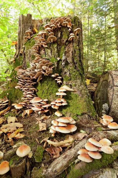 Mushrooms On Tree Stump, Swamp Mushrooms, Mushrooms Growing On Trees, Mushrooms On Trees, Deadly Mushrooms, Christmas Tree Inspiration Rustic, Mushrooms Growing, Marquette Michigan, Tree Mushrooms