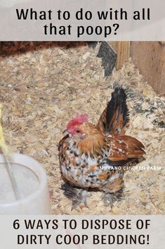 Building Chicken Coop, Chicken Coop Bedding, Chicken Coop Blueprints, Chicken Roost, Easy Chicken Coop, Chicken Poop, Clean Chicken, Backyard Chicken Coop Plans, Chicken Coop Run