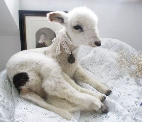 Lamb Aesthetic, Easter Lamb, Glass Eyes, Taxidermy, Pure White, Sheep, White