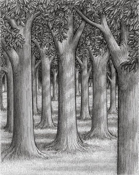 April R. Perkins: September 2013 Forest Drawing Easy, Pencil Sketches Landscape, Pencil Drawings Of Nature, Forest Sketch, Pine Tree Drawing, Landscape Pencil Drawings, Forest Drawing, Tree Drawings Pencil, Tree Sketches