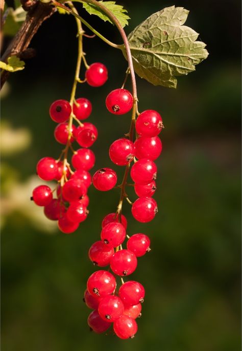 Currant bushes are fruit trees that are appreciated for their fruits: red currant Planting, pruning and care are important for the harvest & avoid diseases. Currant Bush, Fruits Photos, Red Currant, Beautiful Fruits, Red Pendants, Cute Fruit, Red Fruit, Fruit And Veg, Try Something New