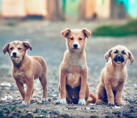 The 3 musketeers! Adorable puppy trio. Better Routine, Skin Goals, Homeless Dogs, Street Dogs, Gorgeous Skin, Labrador Retrievers, Labradoodle, Dog Quotes, Training Your Dog