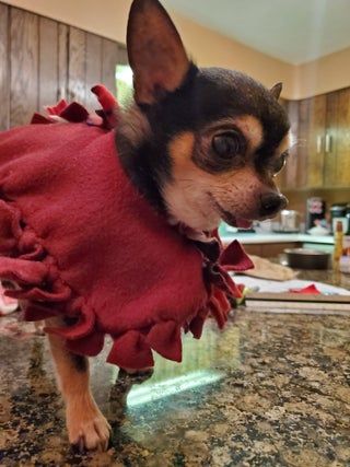 Dog Poncho Crochet Pattern, Diy Dog Cape, Crochet Dog Poncho, Diy Dog Sweater No Sew, Dog Poncho, Old Chihuahua, Diy Dog Sweater, Poncho Pattern Sewing, No Sew Fleece